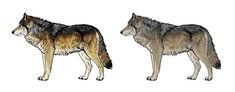 two wolfs standing side by side on a white background