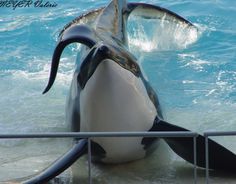 an orca whale with its mouth open in the water