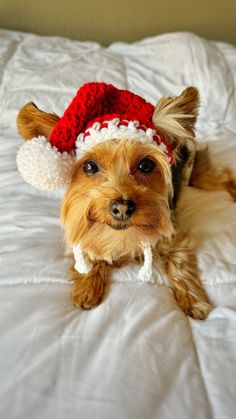 a small brown dog wearing a red and white santa hat on top of a bed