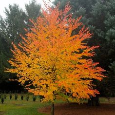 an orange tree in the middle of a field with trees around it and grass on the ground