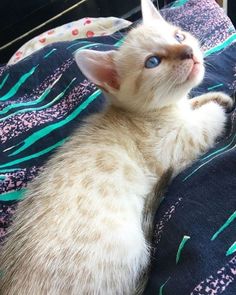 a small white kitten laying on top of a blue and pink blanket next to a window