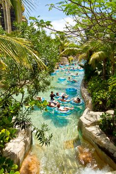 many people are swimming in the water near some trees