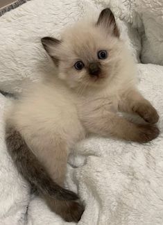 a small kitten laying on top of a white bed covered in fluffy blankets and looking at the camera