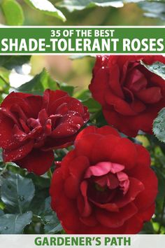 three red roses with green leaves and the words shade - tolerant roses gardener's path