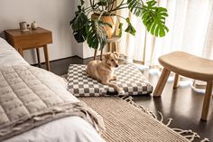 a dog is sitting on a checkered cushion in the middle of a room with plants