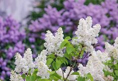 some white flowers and green leaves in front of many purple bushes on a sunny day