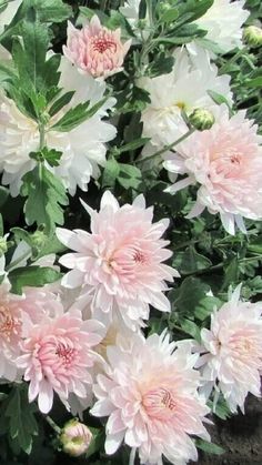 pink and white flowers are blooming in the garden