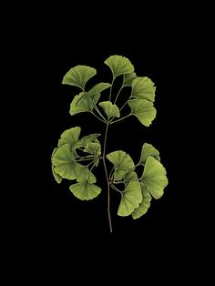 a plant with green leaves on a black background