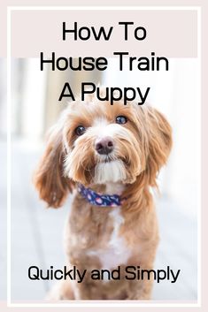 a brown and white dog with the words how to house train a puppy quickly and simply