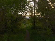 the path is surrounded by trees and bushes