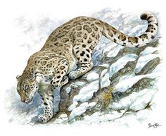 a drawing of a snow leopard climbing up a snowy hill