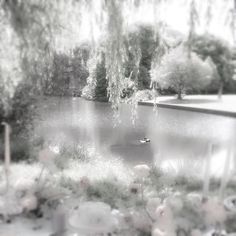 a pond surrounded by flowers and trees