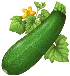 a cucumber with green leaves and yellow flowers