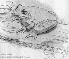 a pencil drawing of a frog sitting on top of a piece of wood with its mouth open