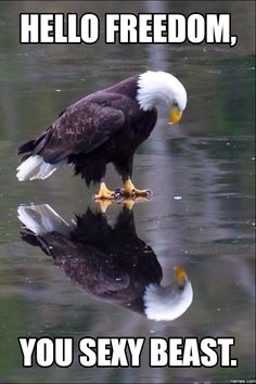 two bald eagles standing on the edge of a body of water with their reflection in the water