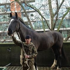 a man standing next to a brown horse on top of a wooden floor covered ground