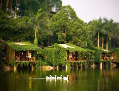 some white swans are swimming in the water near houses with green roofing and grass covering them