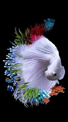 a white fish with multicolored feathers on it's head and tail, surrounded by other colorful objects