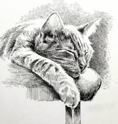 a drawing of a cat sleeping on top of a wooden post with its eyes closed