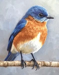 a painting of a blue bird sitting on a branch with white and orange feathers, against a gray background