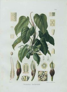 a plant with many different types of leaves