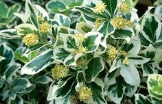 some white and green plants with yellow flowers in the middle of it's leaves