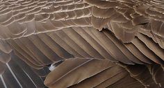 a close up view of the back side of a large bird's wing feathers