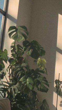 a living room filled with lots of green plants