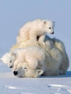 an adult polar bear sitting on top of two baby polar bears in the snow with their backs to each other