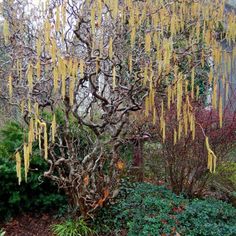 the tree has yellow flowers on it