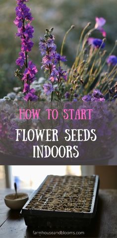 purple flowers growing out of the ground with text overlay that reads how to start flower seeds indoors