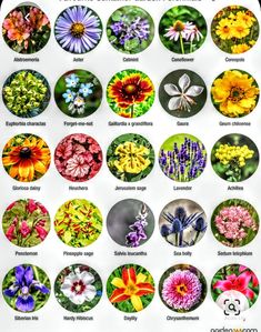 the different types of flowers that can be found in this flower garden guide for beginners