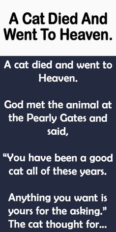 a cat died and went to heaven quote on black background with white text that reads, a cat died and went to heaven