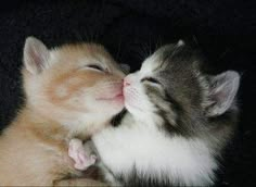 two small kittens are cuddling together in the dark, with their noses touching each other