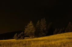 the night sky is lit up with stars above trees and grassy field in foreground