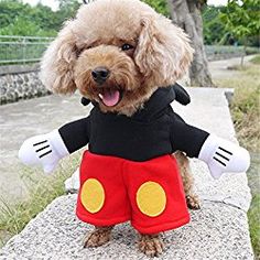 a dog dressed in mickey mouse costume on top of a rock with the words mickey mouse costume