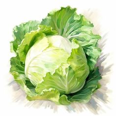 a painting of lettuce on a white background