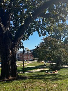 a person laying on the grass under a tree