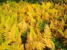 some very pretty yellow plants in the grass