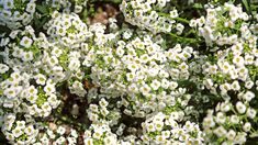 small white flowers with green leaves in the background