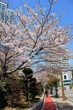 cherry blossoms are blooming on the trees along this street