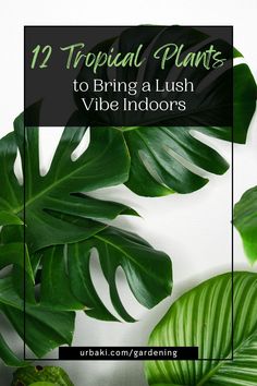 some green leaves and plants with the words 12 tropical plants to bring a lush vibe indoors