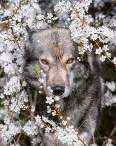 a wolf is standing in front of some white flowers and looking at the camera with an intense look on his face