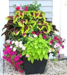 a planter filled with lots of colorful flowers next to a house door on gravel