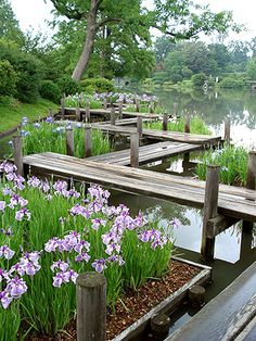 purple flowers are blooming in the water next to wooden docks and benches that lead into a pond