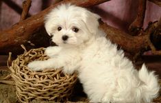 a small white dog laying on top of a wicker basket next to a tree branch