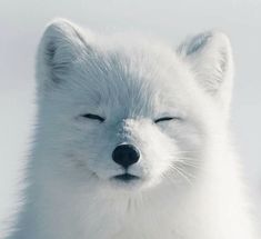 a close up of a white fox with its eyes closed