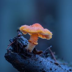 a small yellow mushroom sitting on top of a tree branch