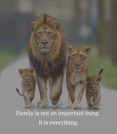 three lions walking down a road with the caption family is not an important thing it is everything