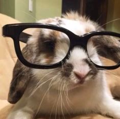 a cat wearing glasses on top of a couch